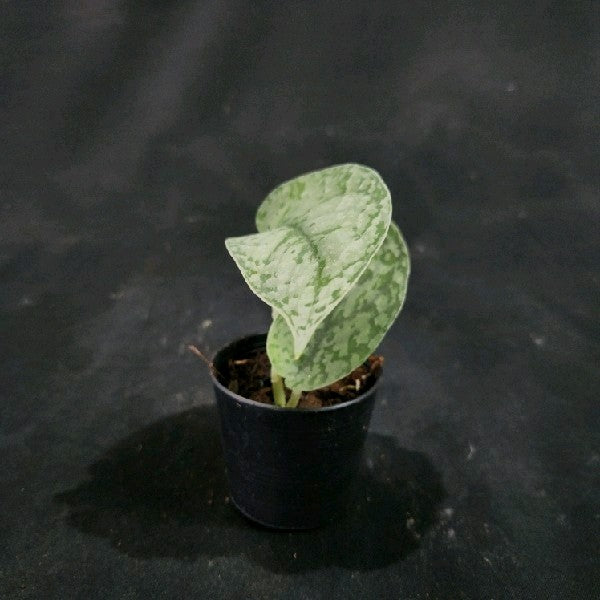 Scindapsus Wing Bird