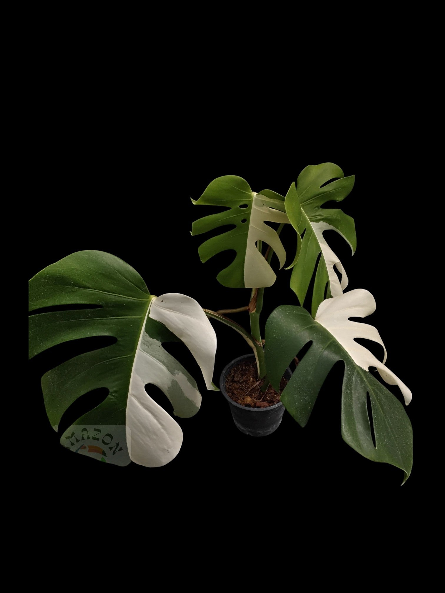 Monstera deliciosa albo – Amazon Garden Thailand