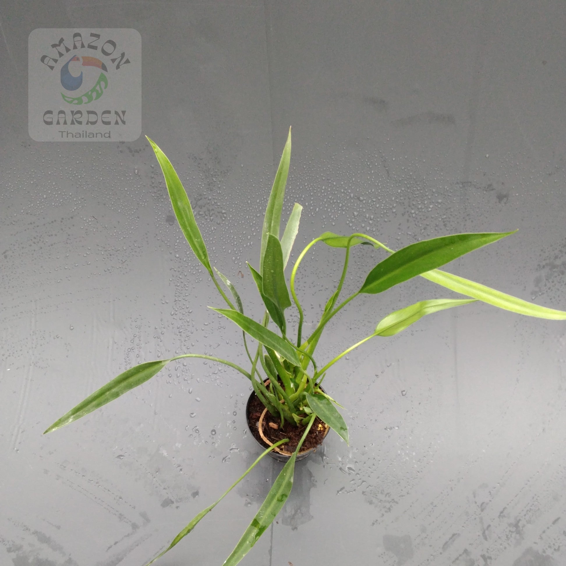philodendron sucre slim Philodendron Sucre Slim