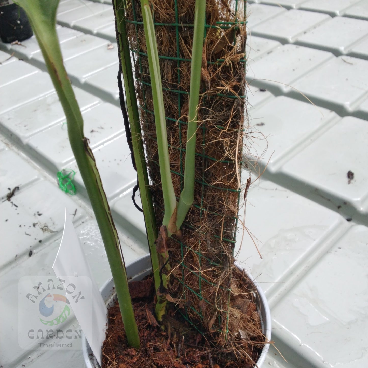 Monstera obliqua fillamentous (small)