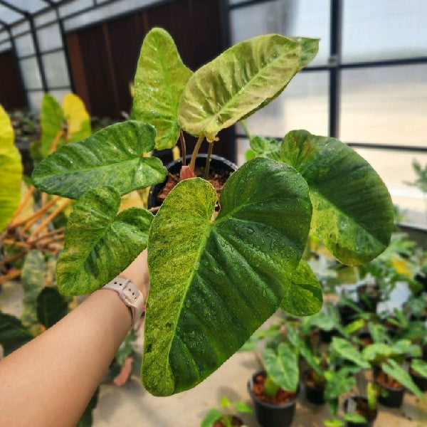 Philodendron El Choco Red x billietiae Marble