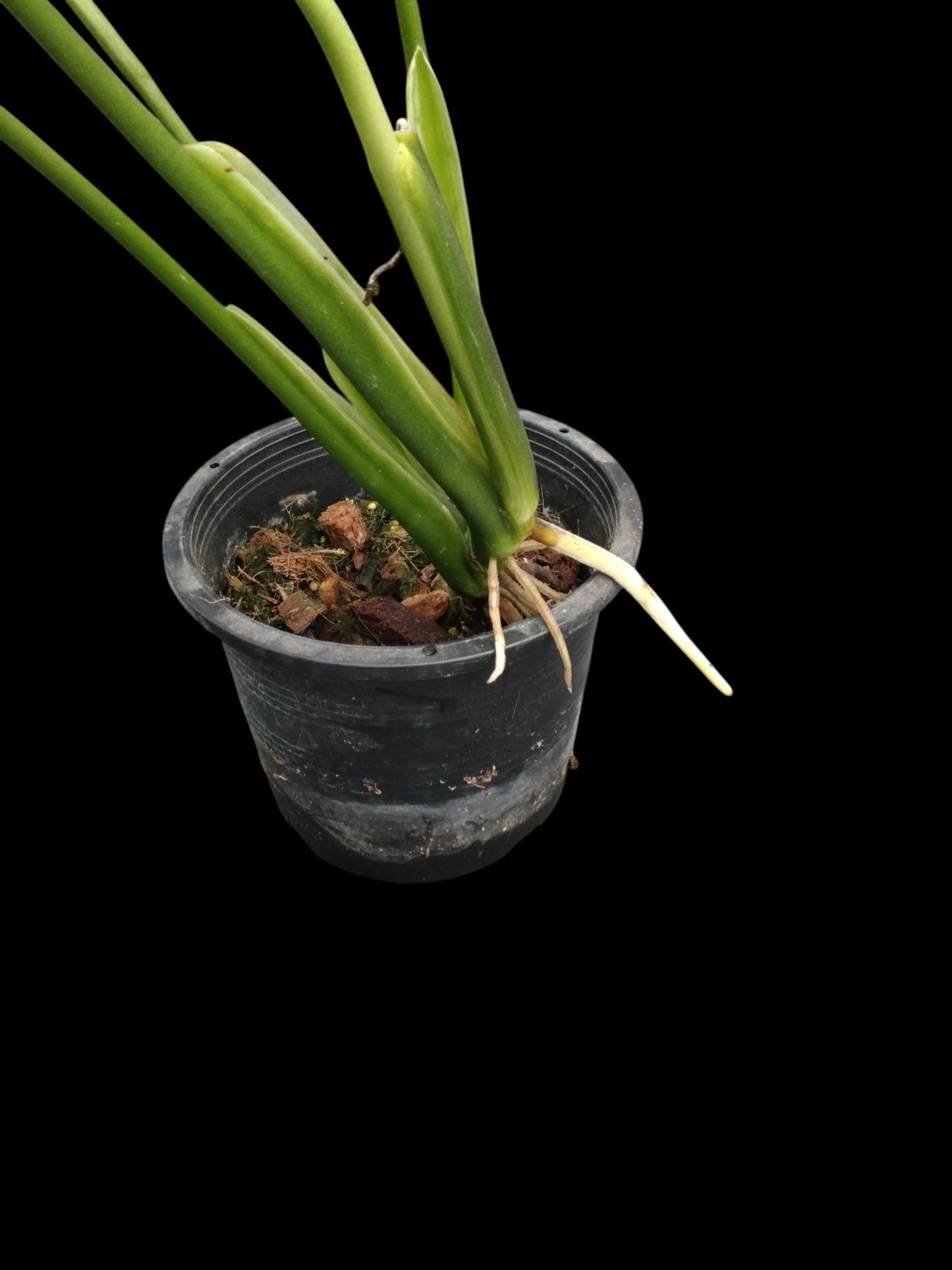 Monstera esqueleto