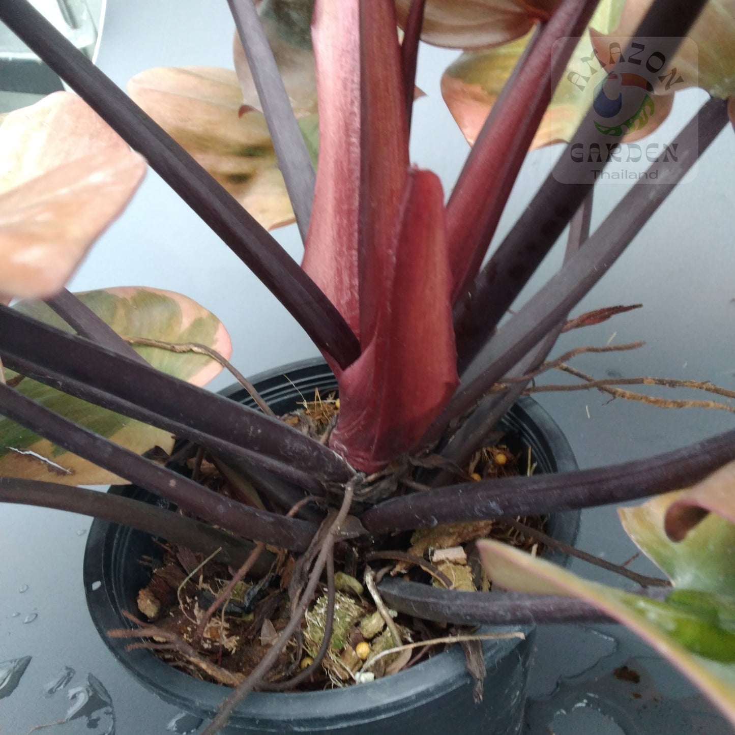 Philodendron black cardinal variegated