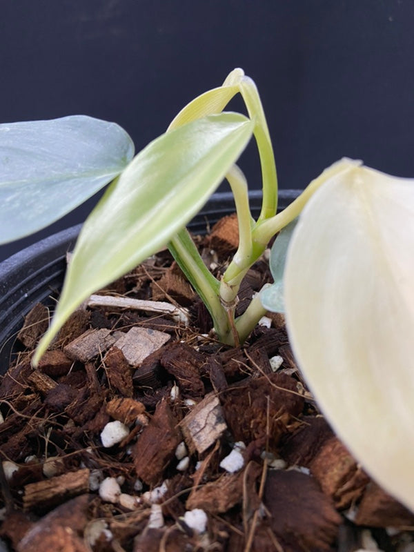Philodendron hastatum variegated