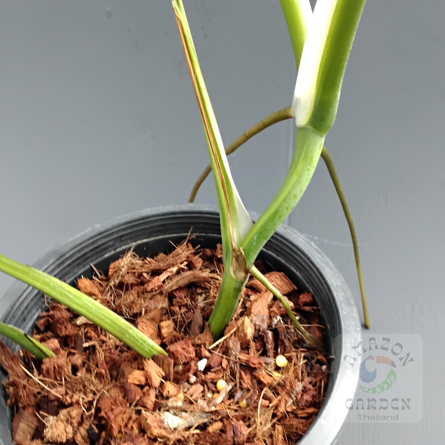 Monstera deliciosa aurea