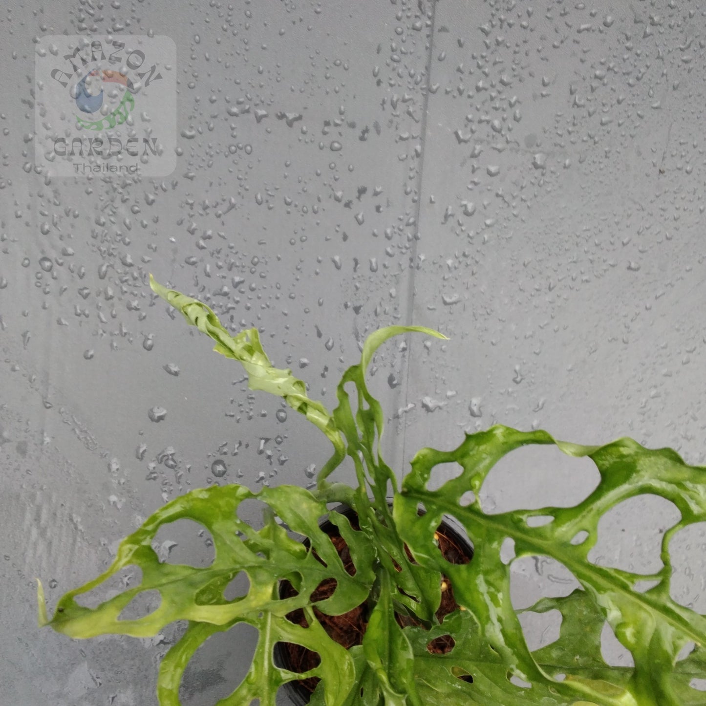 Monstera obliqua Peru