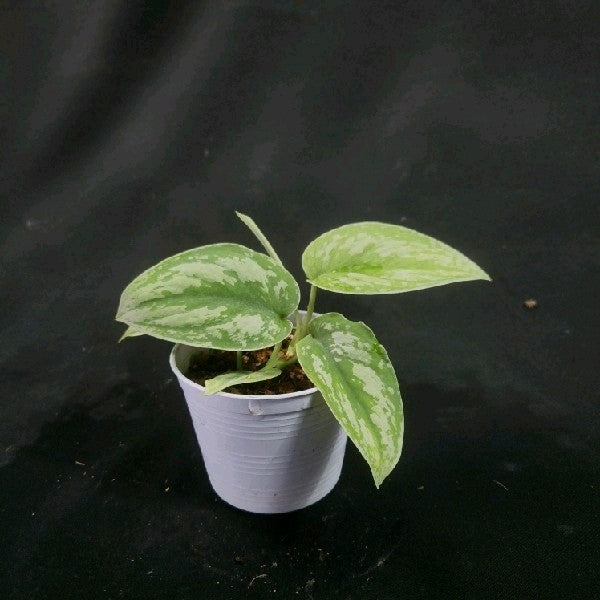 Scindapsus exotica