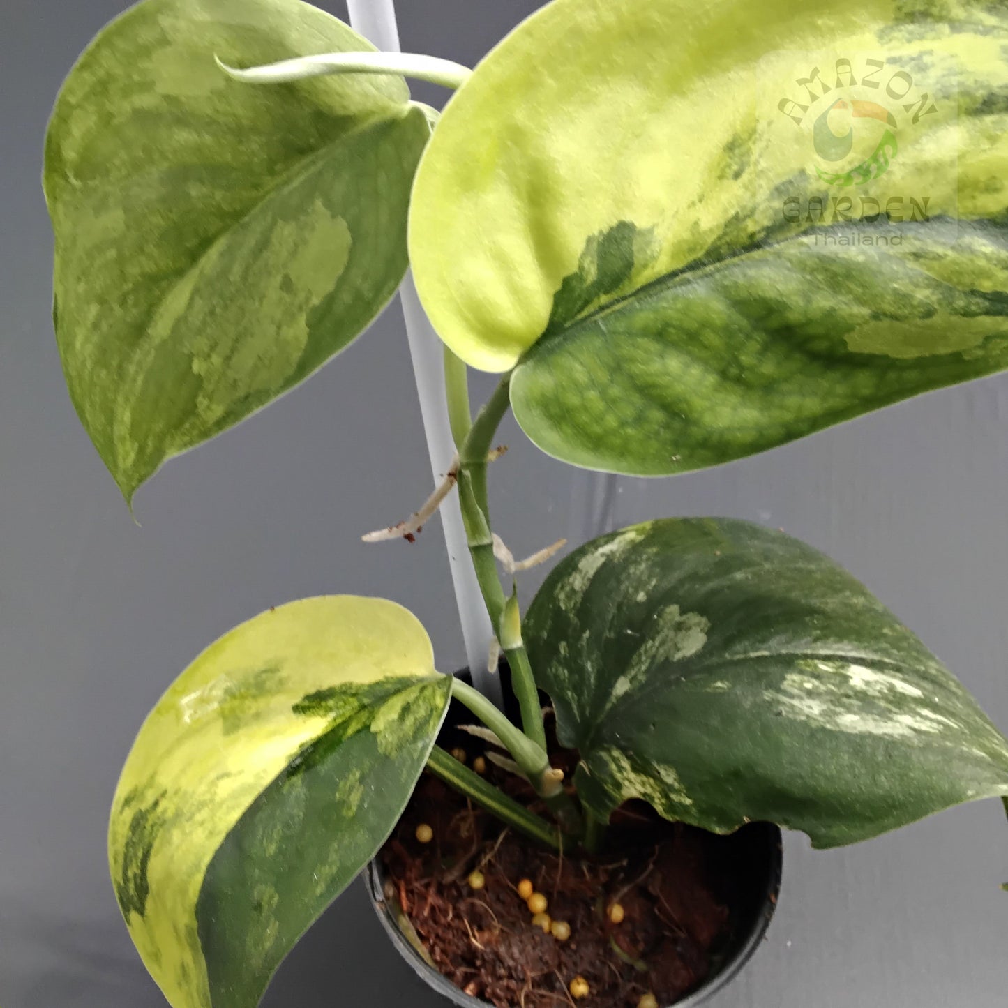 Scindapsus Jade Satin aurea