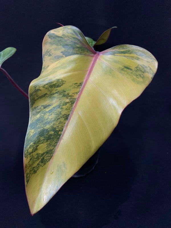 Philodendron Strawberry Shake