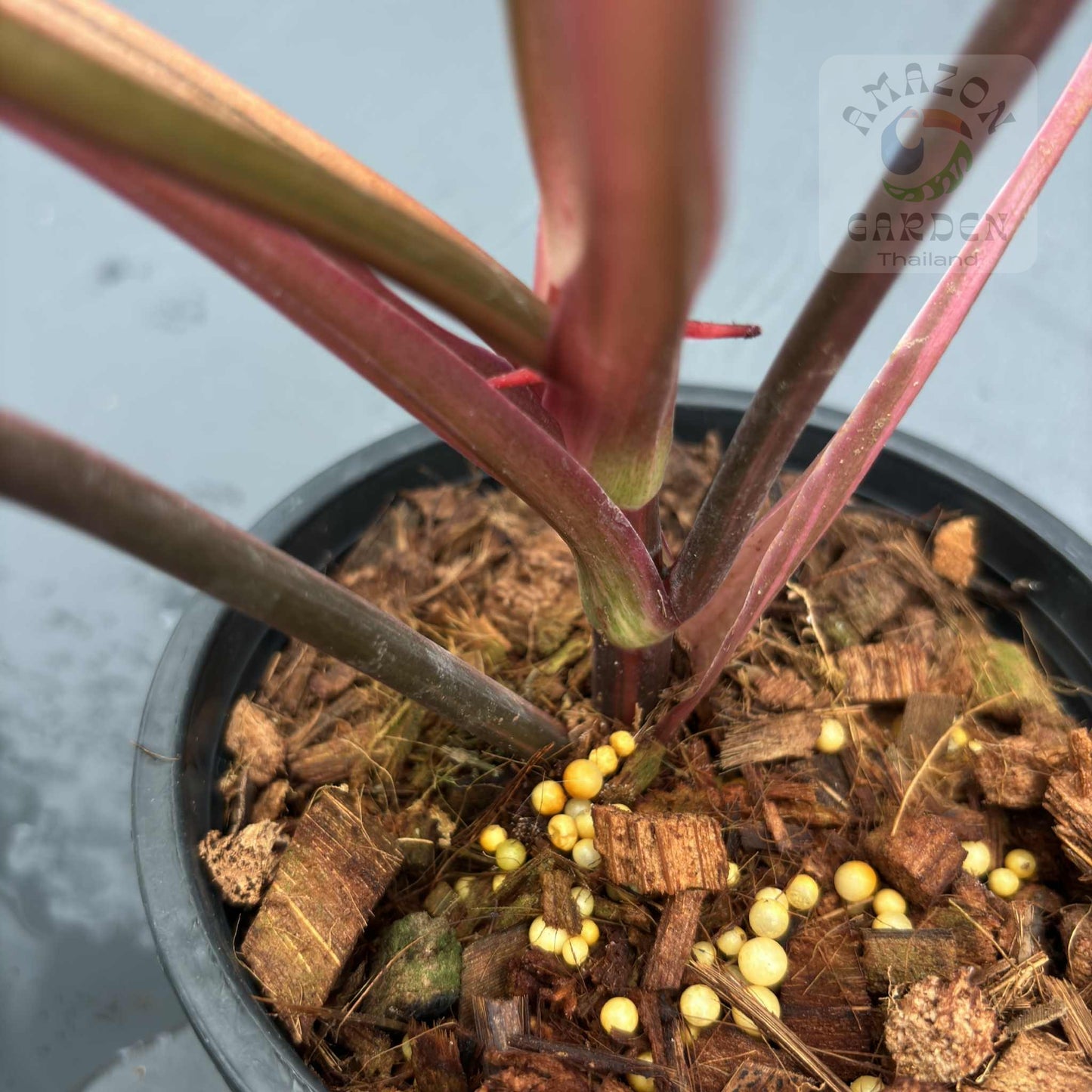 Philodendron Strawberry Shake