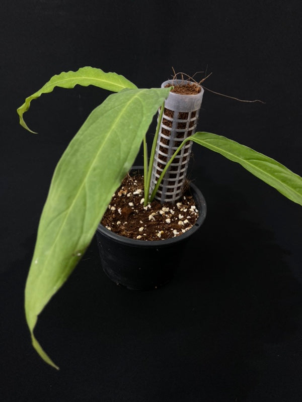 Monstera obliqua Tiwinza Narrow