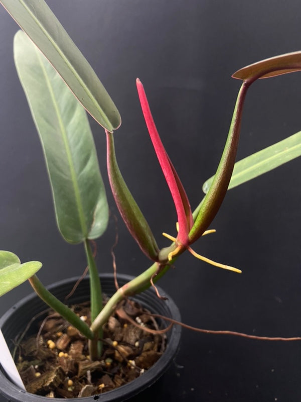 Philodendron bicolor