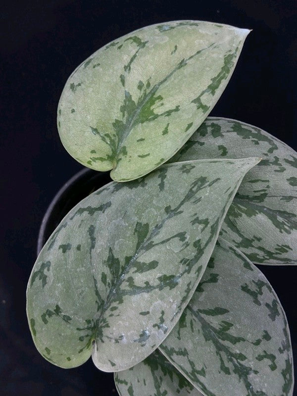 Scindapsus Silver Lady