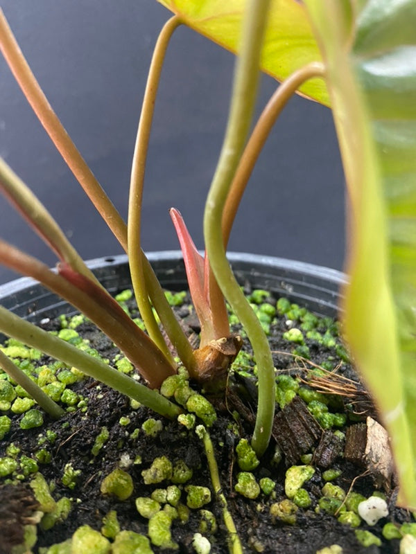 Philodendron pastazanum x billietiae Dwarf