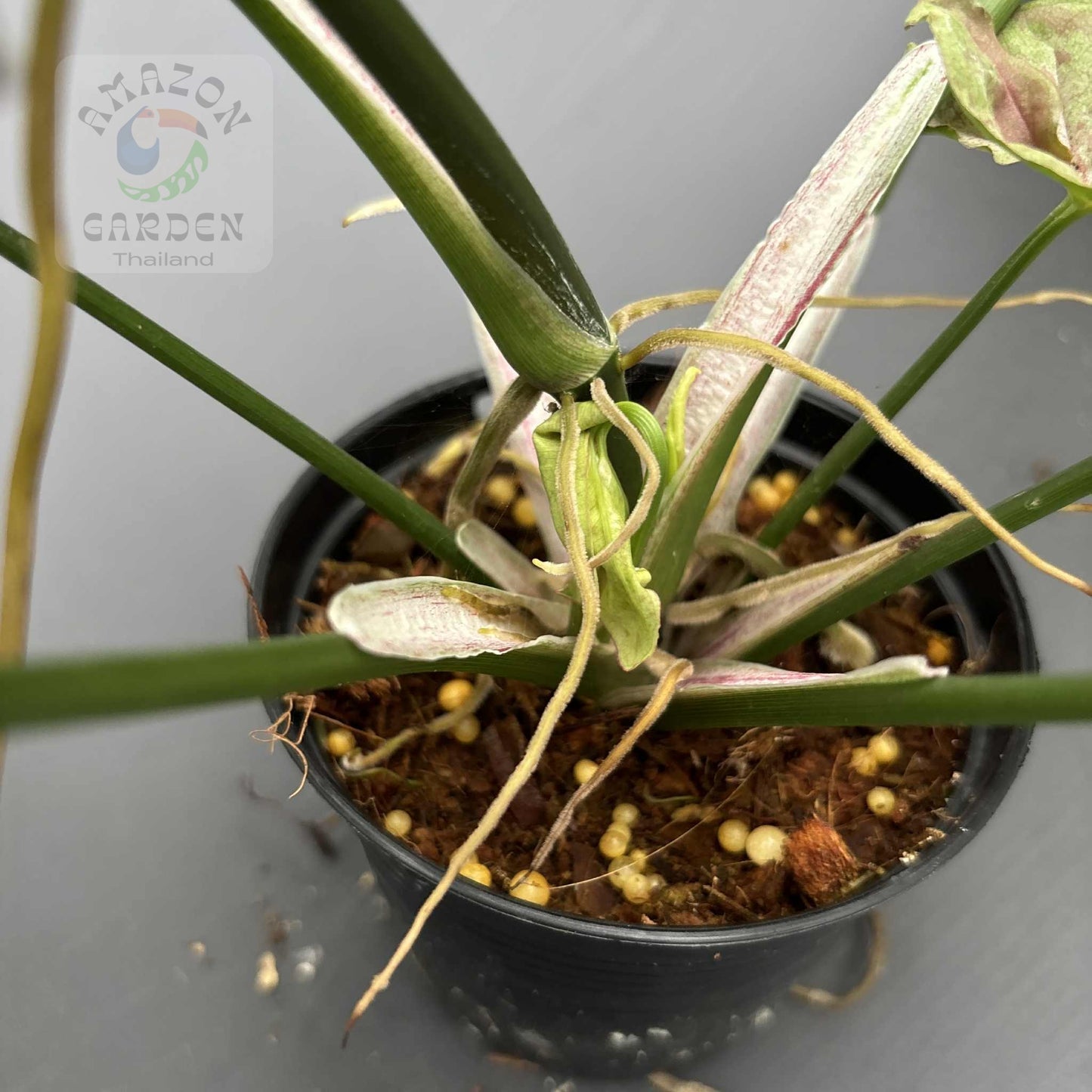 Syngonium Milk Confetti