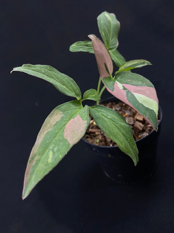 Syngonium Red Spot Tricolor