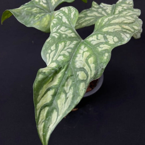 Cercestes mirabillis