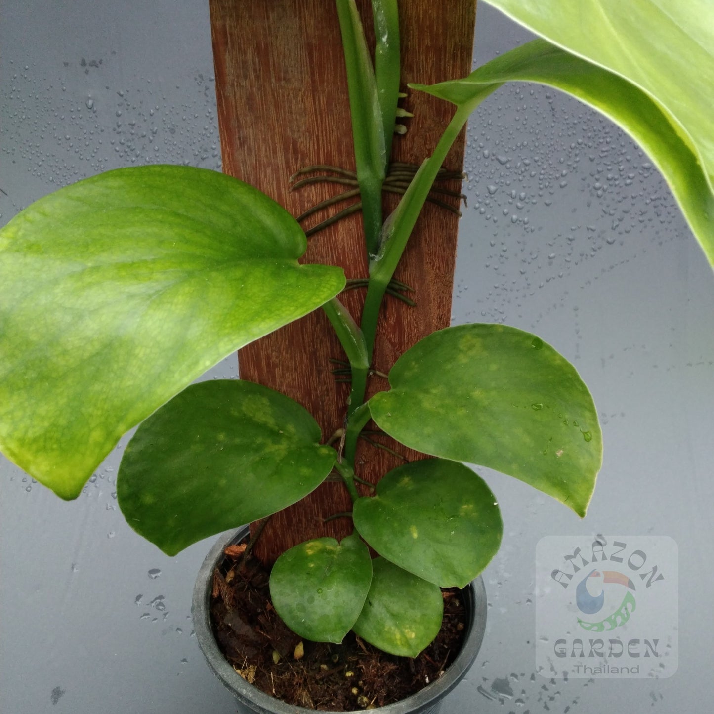 Monstera acuminata