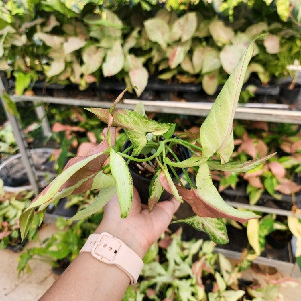 Syngonium Orm Nagpum