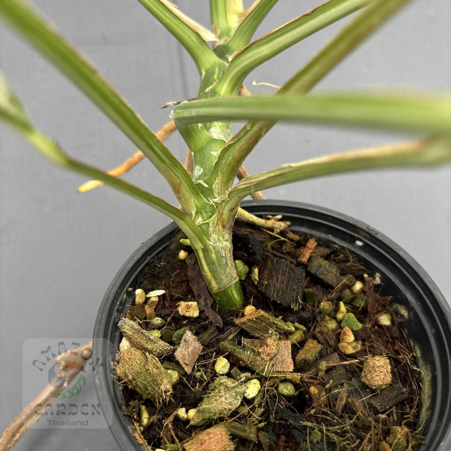 Rhaphidophora megasperma variagated