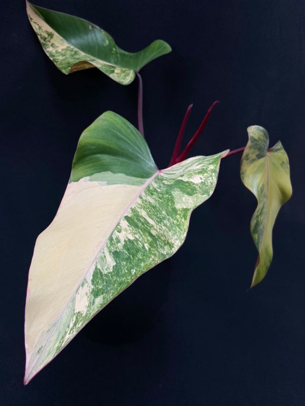 Philodendron Strawberry Shake