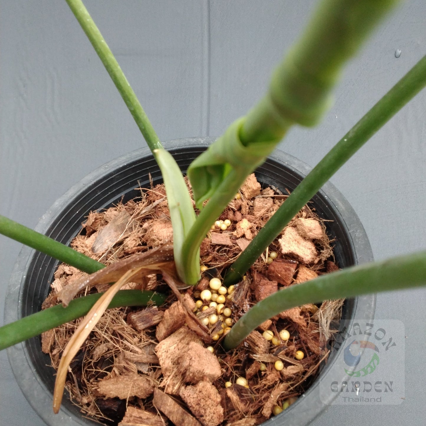 Philodendron Golden Dragon Narrow Form