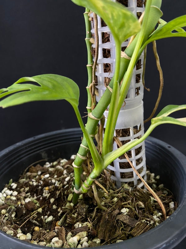 Monstera adansonii aurea