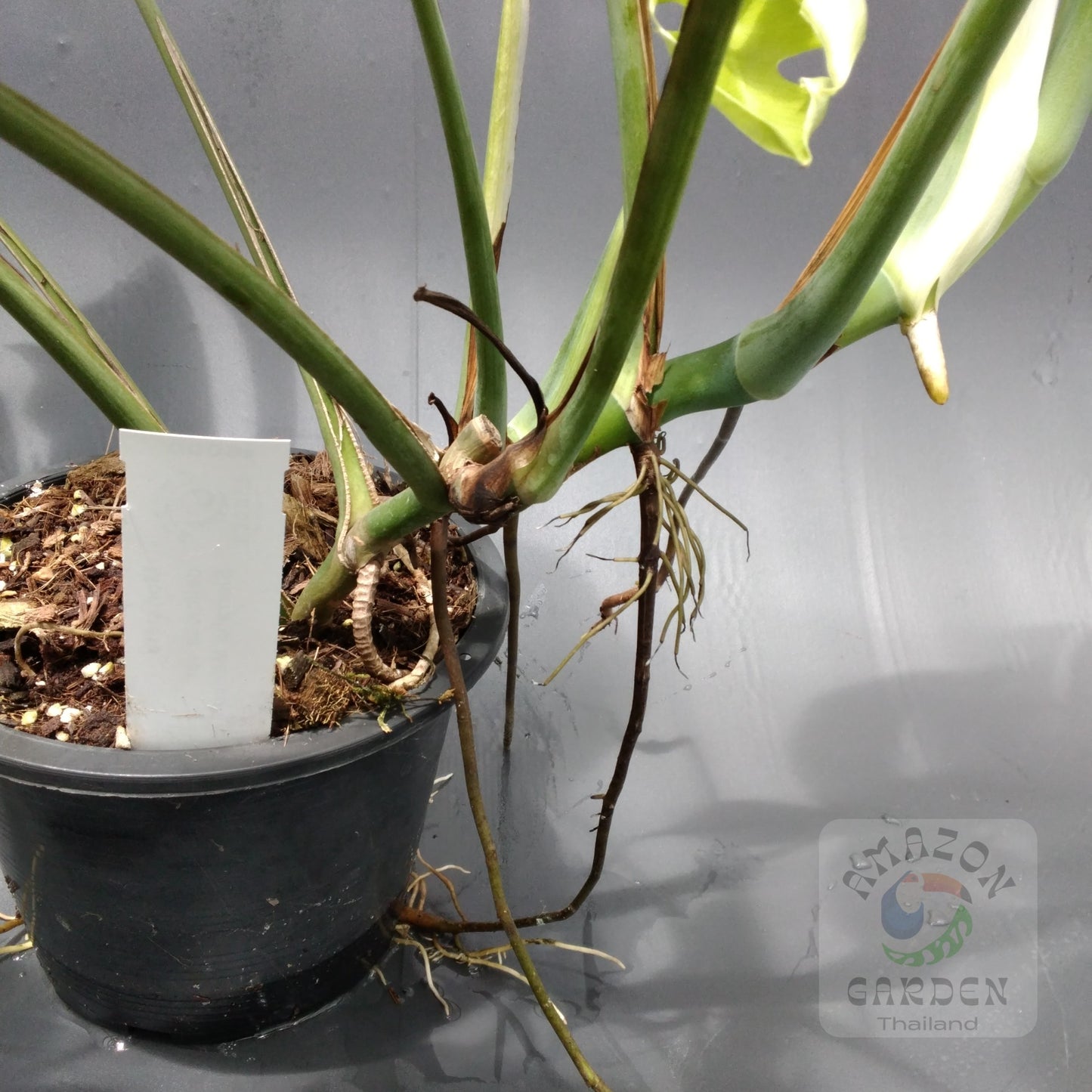 Monstera deliciosa var sierrana Mexico