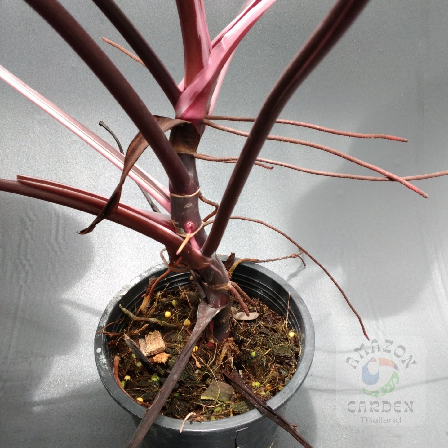 Philodendron Red Anderson