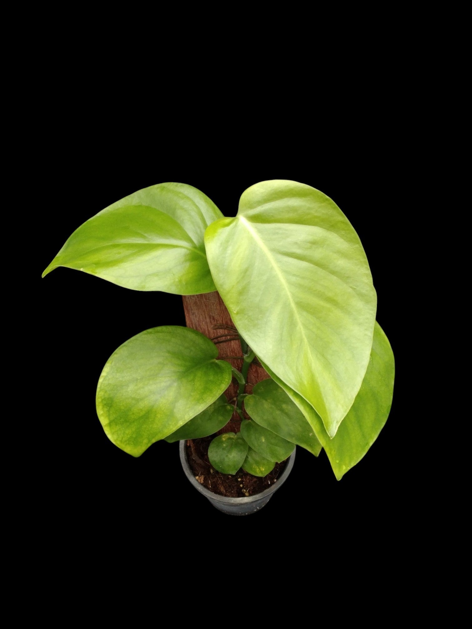 Monstera acuminata (M) – Amazon Garden Thailand