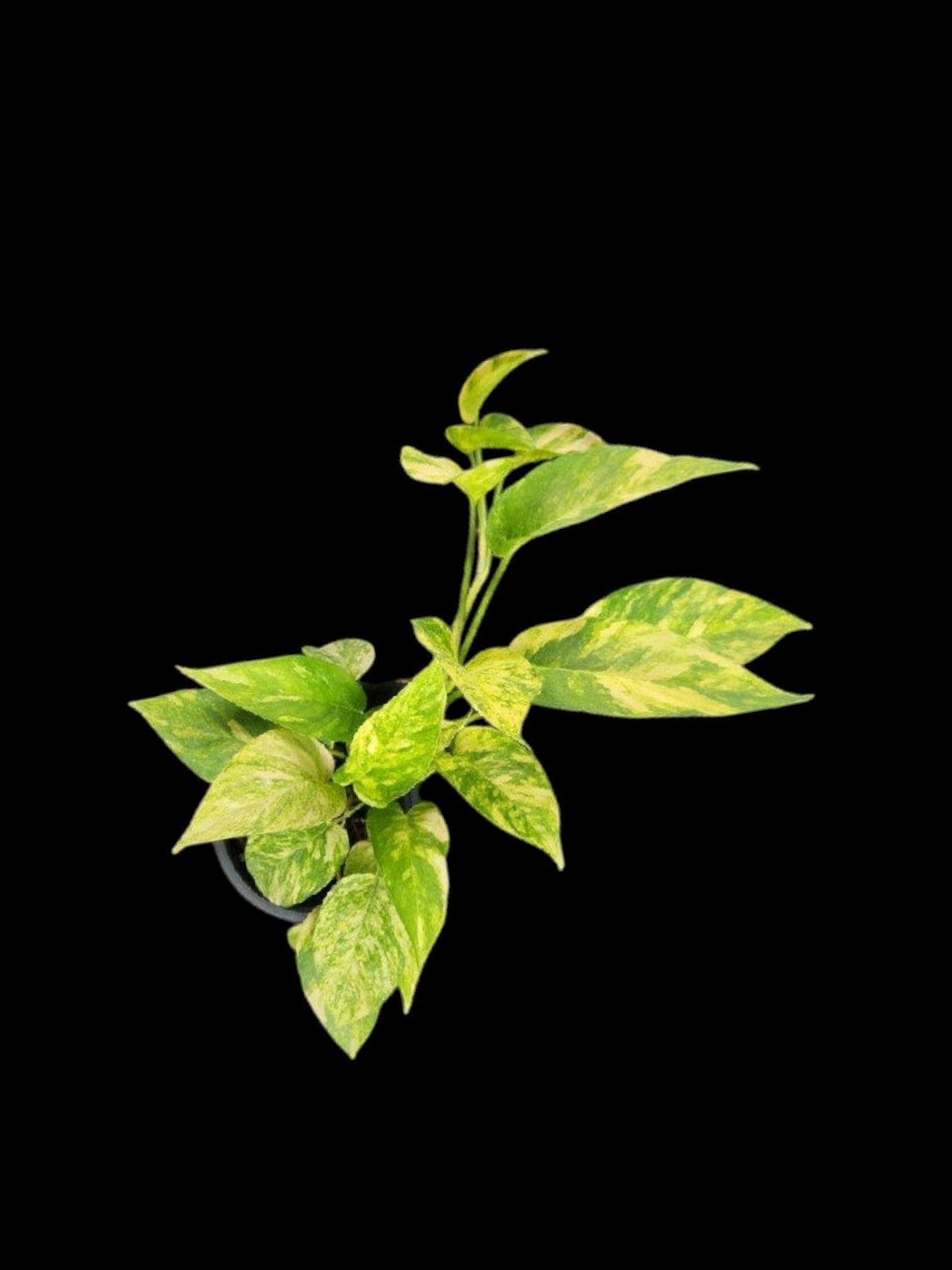 is epipremnum pinnatum a pothos Epipremnum pinnatum Golden Star – Amazon Garden Thailand