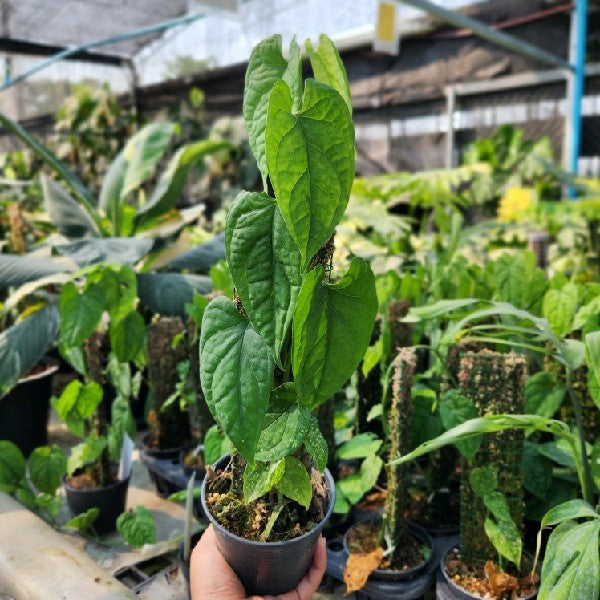Monstera membranacea Madison