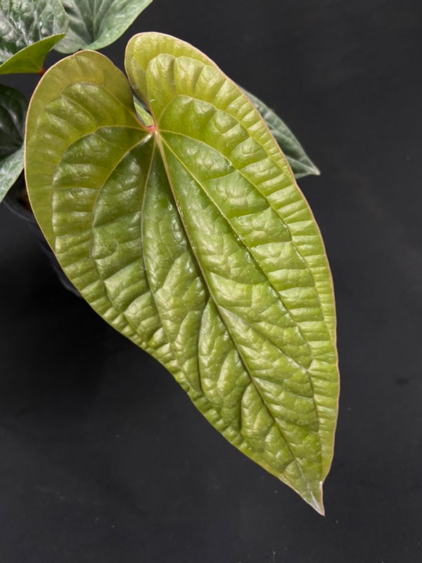 Anthurium luxurians x radicans