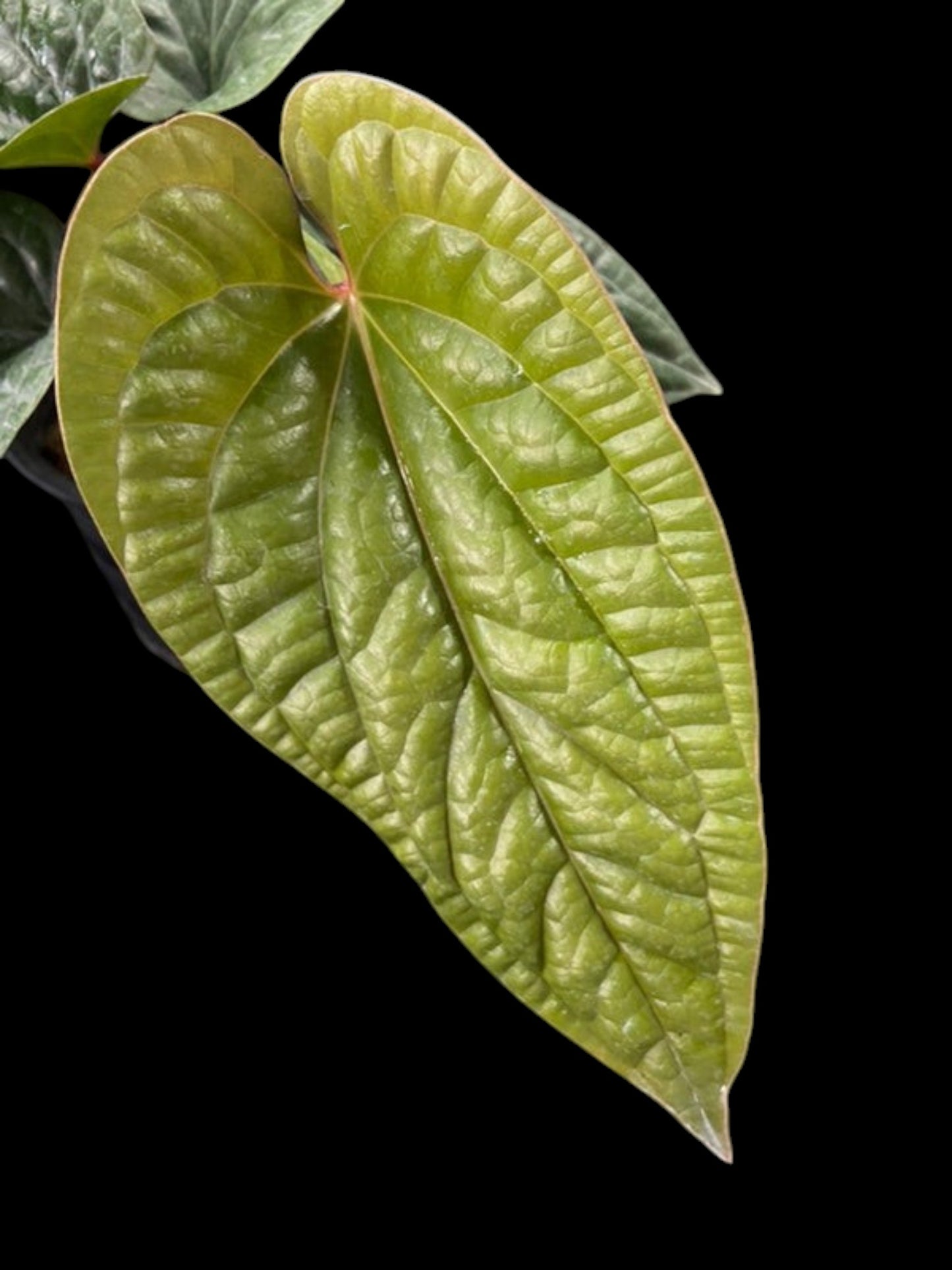 Anthurium luxurians x radicans