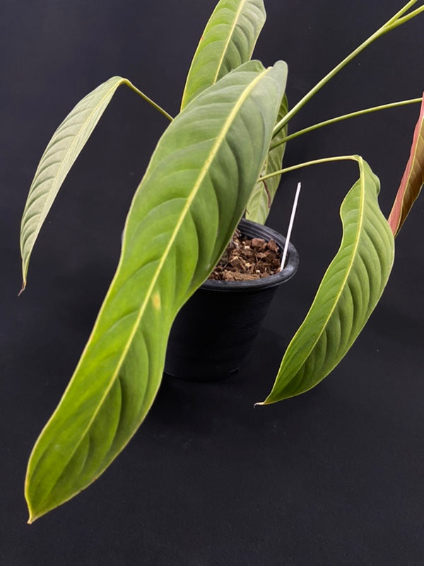 Philodendron heterocraspedon