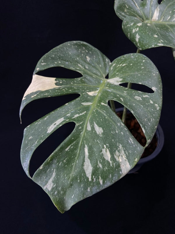 Monstera Thai Constellation
