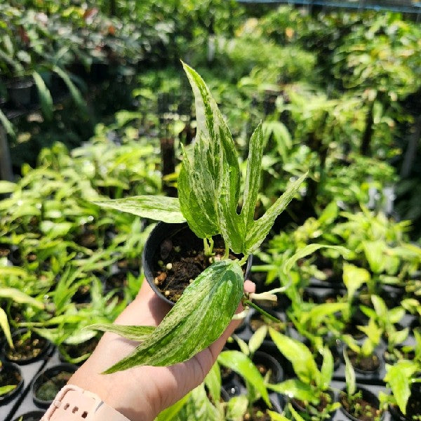 Amydrium zippelianum variegated