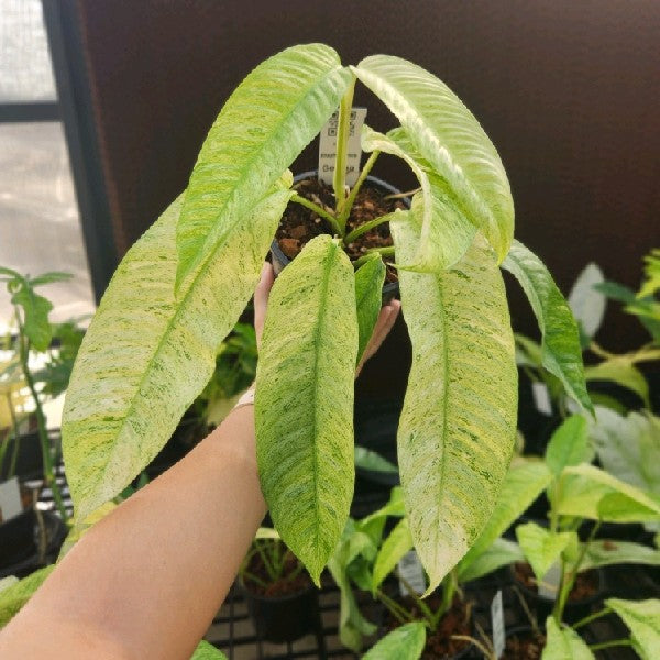 Rhaphidophora Gorilan variegated