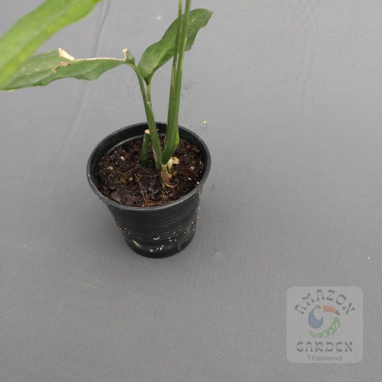 Monstera obliqua yasuni (small)