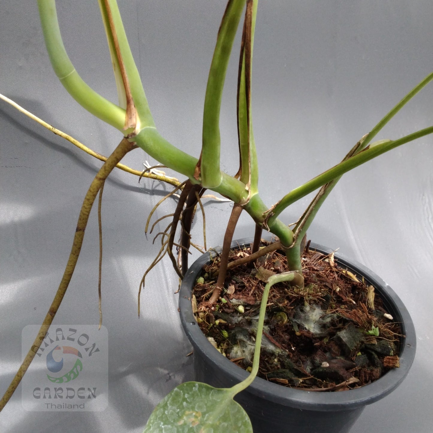 Monstera deliciosa var sierrana Hawaii