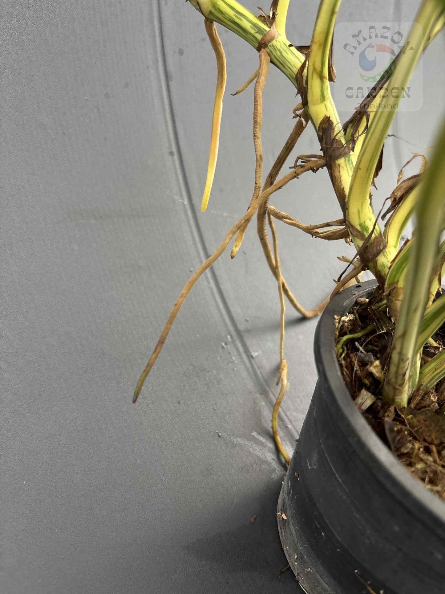 Rhaphidophora foraminifera albo variegated