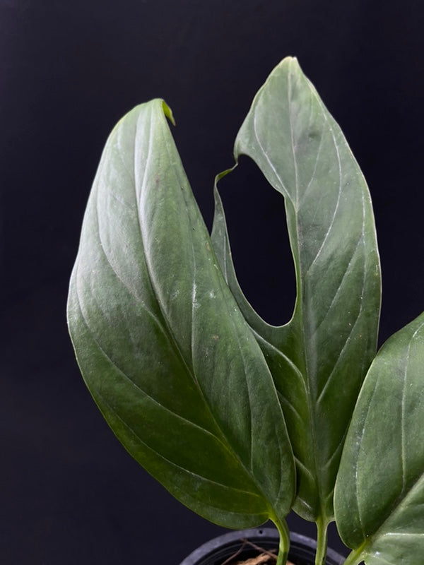 Monstera obliqua Colombia