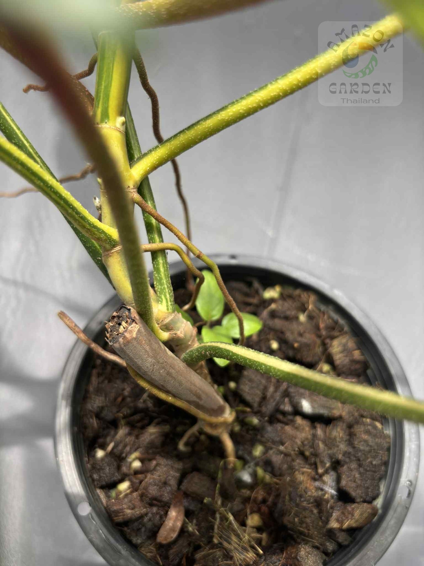 Philodendron Florida Beauty