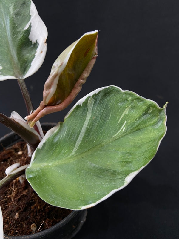 Philodendron White Knight Mutation