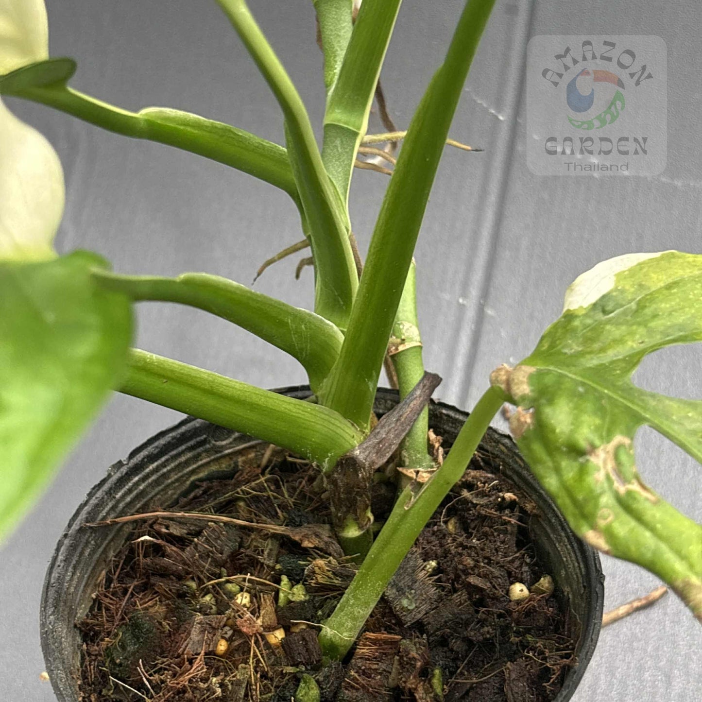 Monstera adansonii albo