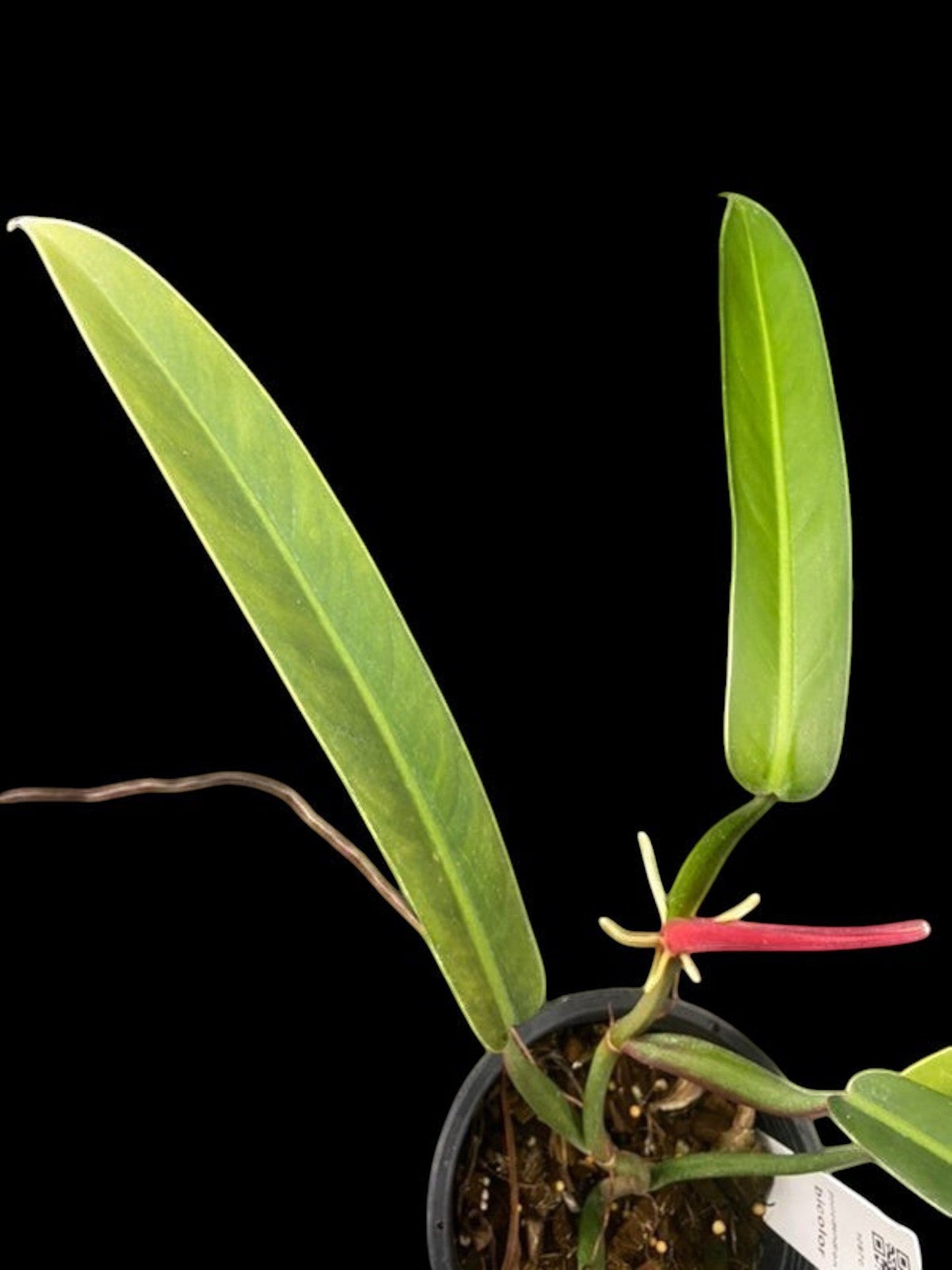 Philodendron bicolor