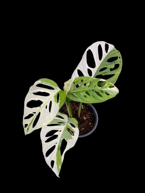 Monstera adansonii albo