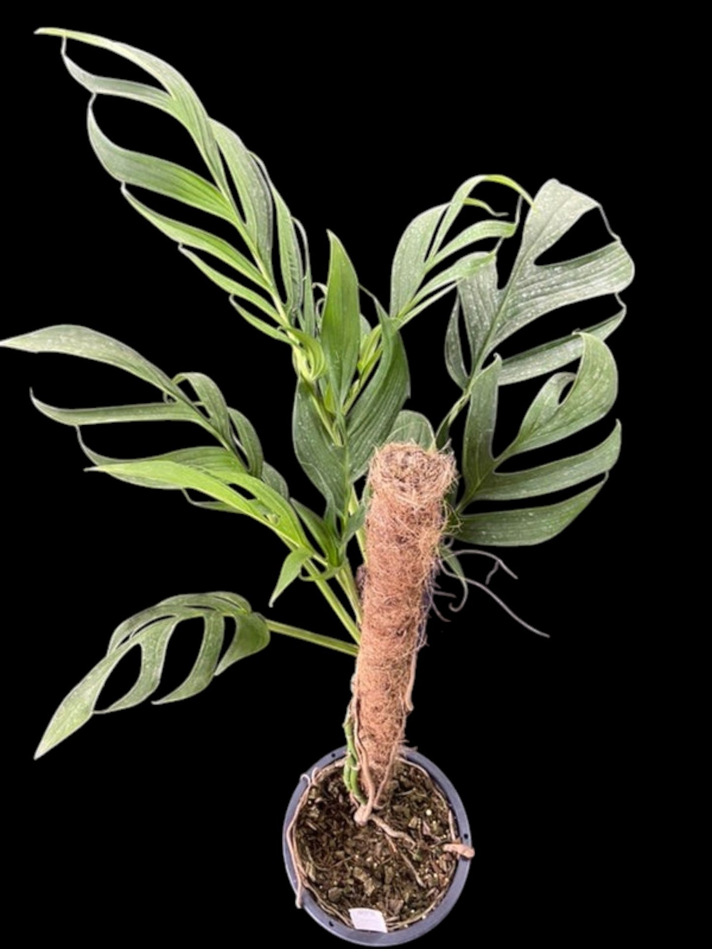 Monstera uleana (L)