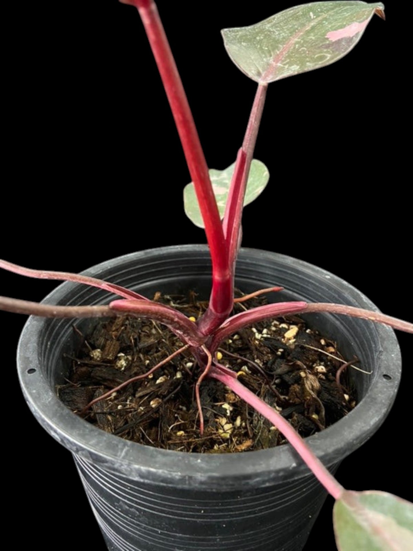 Philodendron Pink Princess Marble
