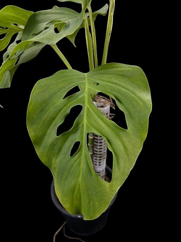 Monstera adansonii ssp. blanchetii